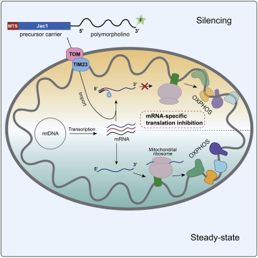 An in vitro system to silence mitochondrial gene expression — graphical abstract