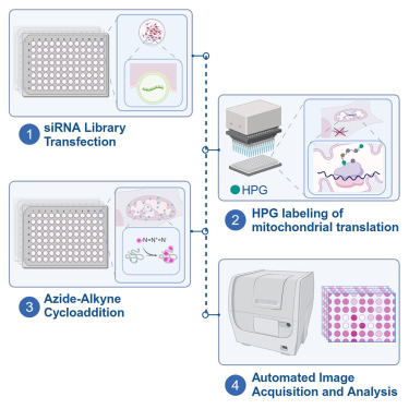 A microscopy-based screen identifies cellular kinases modulating mitochondrial translation — graphical abstract
