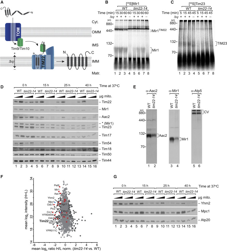 Defining the substrate spectrum of the TIM22 complex — graphical abstract