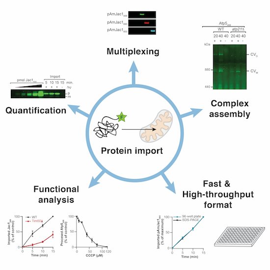 A quantitative fluorescence-based approach to study mitochondrial protein import — graphical abstract