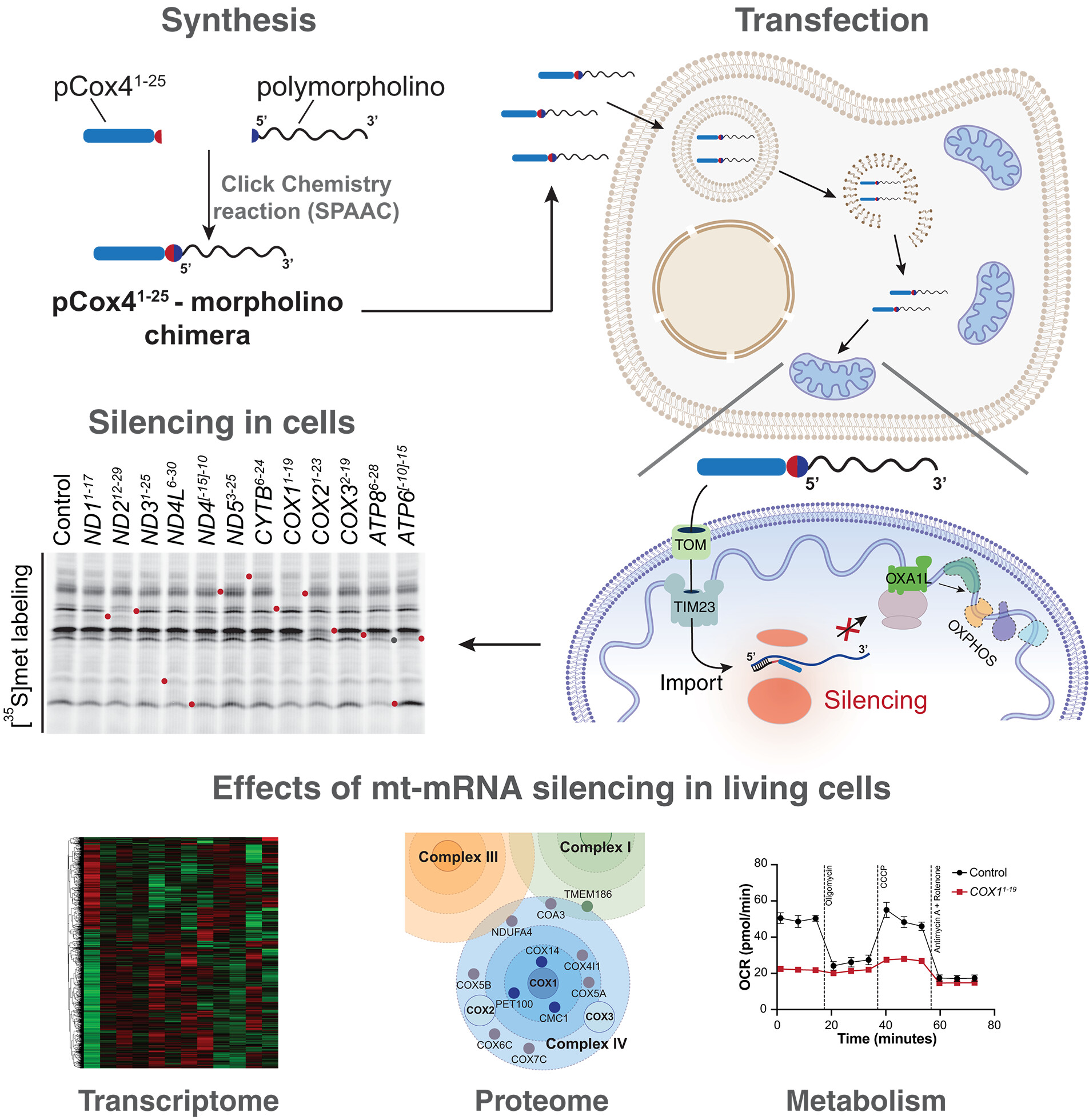 Silencing mitochondrial gene expression in living cells — graphical abstract